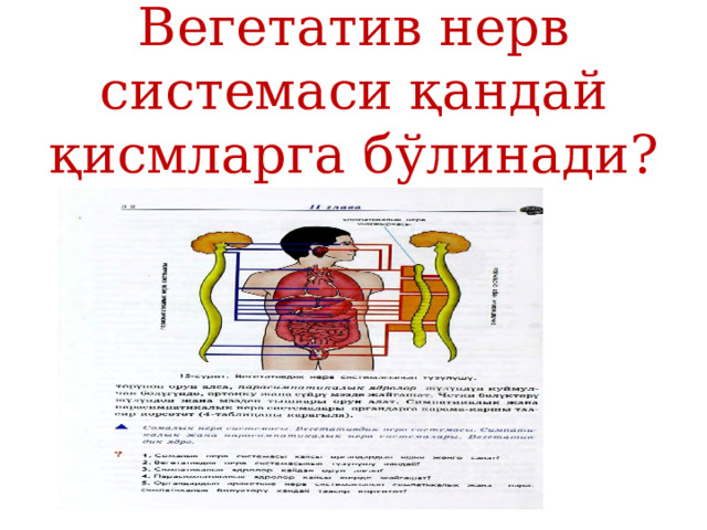Вегетатив нерв системаси қандай қисмларга бўлинади? 