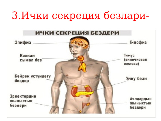 3.Ички секреция безлари- 