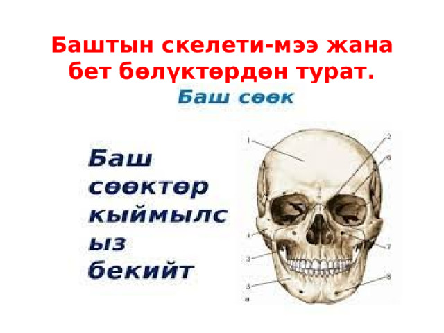 Баштын скелети-мээ жана бет бөлүктөрдөн турат. 
