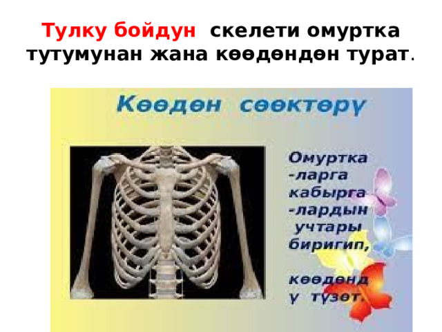 Тулку бойдун скелети омуртка тутумунан жана көөдөндөн турат . 