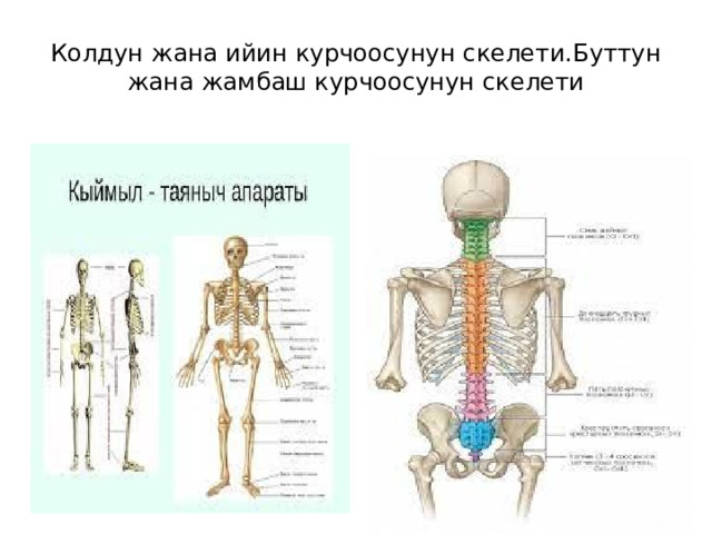 Колдун жана ийин курчоосунун скелети.Буттун жана жамбаш курчоосунун скелети 