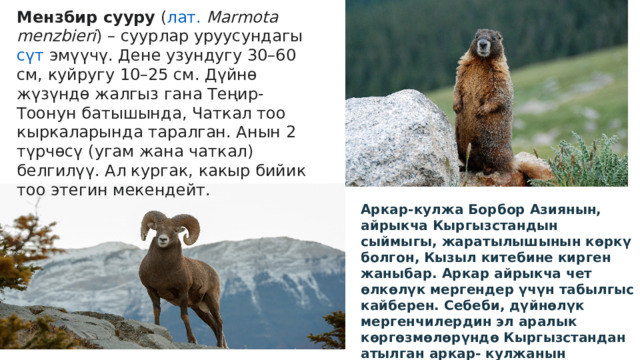 Мензбир сууру  ( лат.   Marmota menzbieri ) – суурлар уруусундагы  сүт  эмүүчү . Дене узундугу 30–60 см, куйругу 10–25 см. Дүйнө жүзүндө жалгыз гана Теңир-Тоонун батышында, Чаткал тоо кыркаларында таралган. Анын 2 түрчөсү (угам жана чаткал) белгилүү. Ал кургак, какыр бийик тоо этегин мекендейт. Аркар-кулжа Борбор Азиянын, айрыкча Кыргызстандын сыймыгы, жаратылышынын көркү болгон, Кызыл китебине кирген жаныбар. Аркар айрыкча чет өлкөлүк мергендер үчүн табылгыс кайберен. Себеби, дүйнөлүк мергенчилердин эл аралык көргөзмөлөрүндө Кыргызстандан атылган аркар- кулжанын мүйүздөрү дүйнөлүк рекорддорго жаңы чек койгон. 