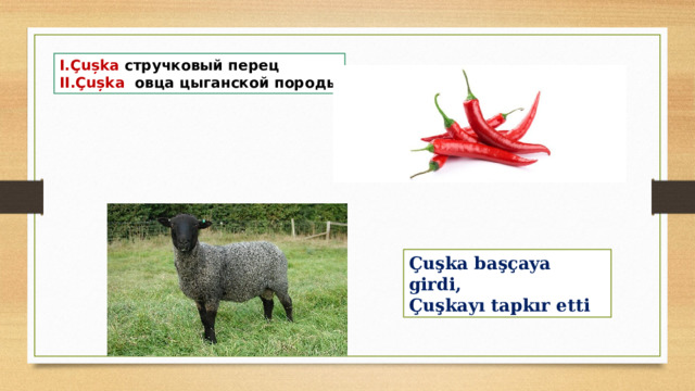 I.Çușka стручковый перец II.Çușka овца цыганской породы Çuşka başçaya girdi, Çuşkayı tapkır etti 