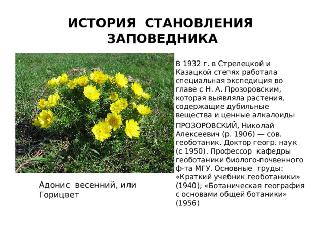 ИСТОРИЯ становления заповедника В 1932 г. в Стрелецкой и Казацкой степях работала специальная экспедиция во главе с Н. А. Прозоровским, которая выявляла растения, содержащие дубильные вещества и ценные алкалоиды ПРОЗОРОВСКИЙ, Николай Алексеевич (р. 1906) — сов. геоботаник. Доктор геогр. наук (с 1950). Профессор кафедры геоботаники биолого-почвенного ф-та МГУ. Основные труды: «Краткий учебник геоботаники» (1940); «Ботаническая география с основами общей ботаники» (1956) Адонис весенний, или Горицвет 