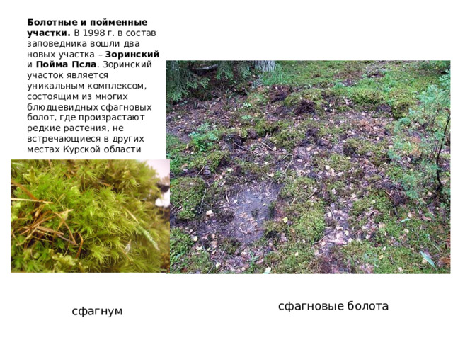 Болотные и пойменные участки.  В 1998 г. в состав заповедника вошли два новых участка – Зоринский и Пойма Псла . Зоринский участок является уникальным комплексом, состоящим из многих блюдцевидных сфагновых болот, где произрастают редкие растения, не встречающиеся в других местах Курской области сфагновые болота сфагнум 