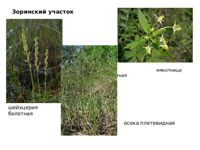 Зоринский участок  мякотница болотная шейхцерия болотная осока плетевидная 