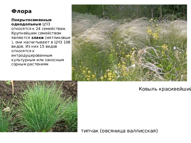 Флора Покрытосеменные однодольные  ЦЧЗ относятся к 24 семействам. Крупнейшим семейством являются  злаки  (мятликовые), они насчитывают в ЦЧЗ 108 видов. Из них 15 видов относятся к интродуцированным культурным или заносным сорным растениям Ковыль красивейший типчак (овсяница валлисская) 