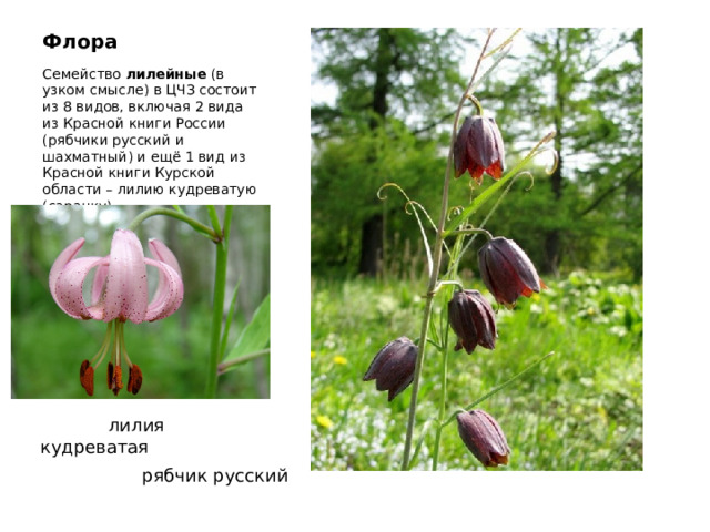 Флора Семейство  лилейные  (в узком смысле) в ЦЧЗ состоит из 8 видов, включая 2 вида из Красной книги России (рябчики русский и шахматный) и ещё 1 вид из Красной книги Курской области – лилию кудреватую (саранку)  лилия кудреватая рябчик русский 