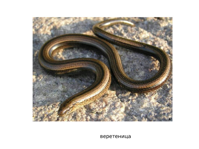 веретеница 