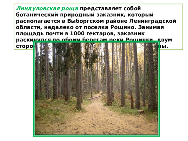 Линдуловская роща представляет собой ботанический природный заказник, который располагается в Выборгском районе Ленинградской области, недалеко от поселка Рощино. Занимая площадь почти в 1000 гектаров, заказник раскинулся по обоим берегам реки Рощинки, двум сторонам дороги от Рощино до Сосновой поляны. 