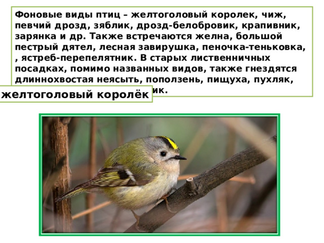 Фоновые виды птиц – желтоголовый королек, чиж, певчий дрозд, зяблик, дрозд-белобровик, крапивник, зарянка и др. Также встречаются желна, большой пестрый дятел, лесная завирушка, пеночка-теньковка, , ястреб-перепелятник. В старых лиственничных посадках, помимо названных видов, также гнездятся длиннохвостая неясыть, поползень, пищуха, пухляк, хохлатая синица, ополовник. желтоголовый королёк 