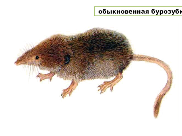  обыкновенная бурозубка 