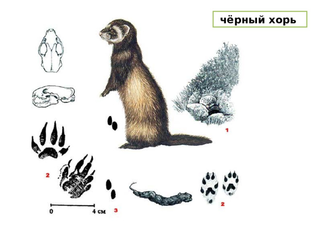  чёрный хорь 