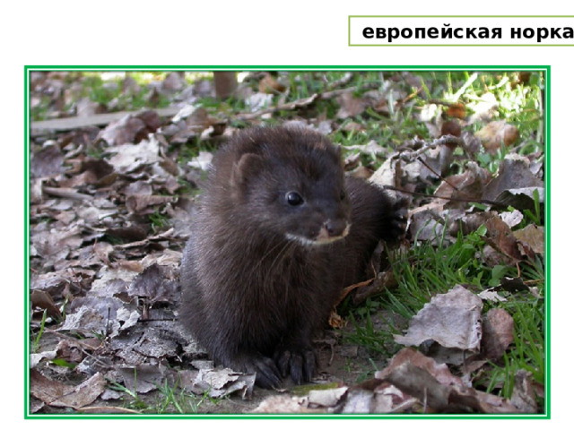  европейская норка 