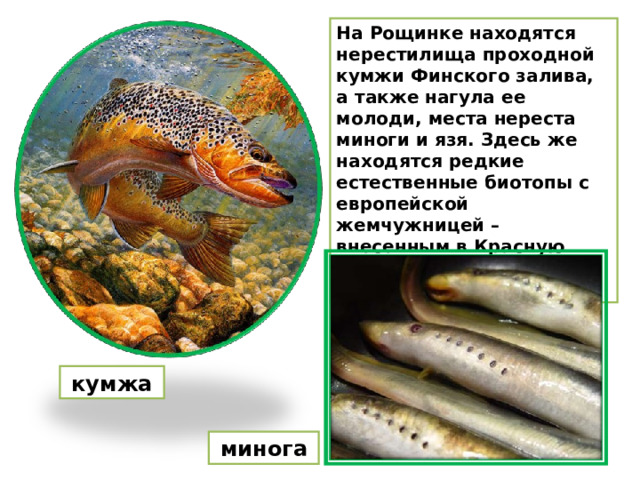 На Рощинке находятся нерестилища проходной кумжи Финского залива, а также нагула ее молоди, места нереста миноги и язя. Здесь же находятся редкие естественные биотопы с европейской жемчужницей – внесенным в Красную книгу двустворчатым моллюском.  кумжа   минога  