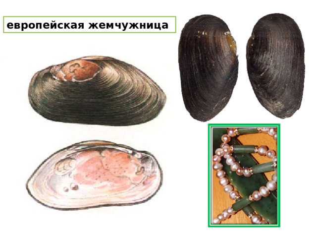 европейская жемчужница 