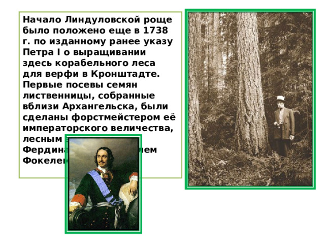 Начало Линдуловской роще было положено еще в 1738 г. по изданному ранее указу Петра I о выращивании здесь корабельного леса для верфи в Кронштадте. Первые посевы семян лиственницы, собранные вблизи Архангельска, были сделаны форстмейстером её императорского величества, лесным знателем Фердинандом Габриелем Фокелем в 1738 г.   