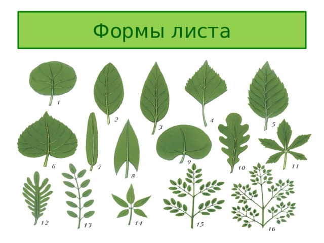 Формы листа 