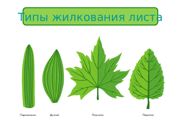 Типы жилкования листа 