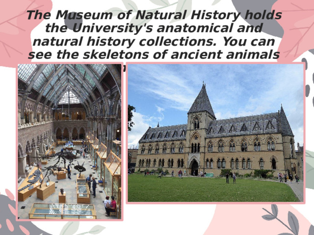 The Museum of Natural History holds the University's anatomical and natural history collections. You can see the skeletons of ancient animals and remains of a dodo. 