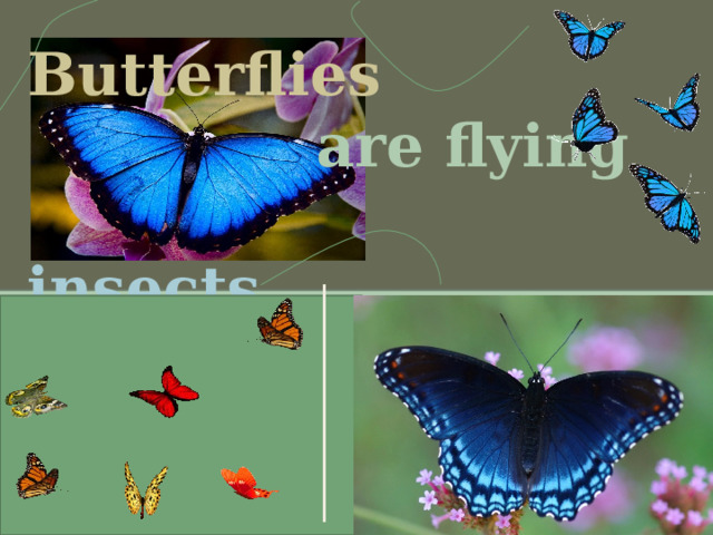 Butterflies   are flying   insects. 