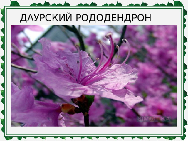 ДАУРСКИЙ РОДОДЕНДРОН 