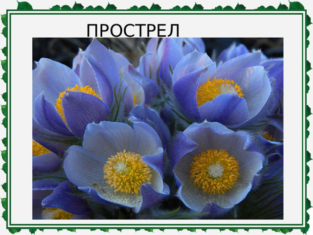 ПРОСТРЕЛ 