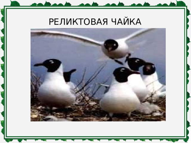 РЕЛИКТОВАЯ ЧАЙКА 