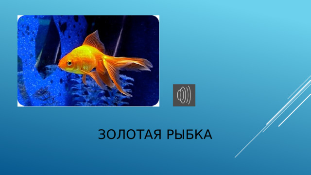 Золотая рыбка 