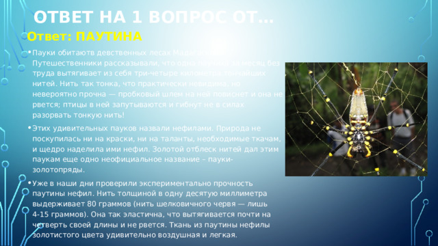 Ответ на 1 вопрос от… Ответ: ПАУТИНА Пауки обитаютв девственных лесах Мадагаскара. Путешественники рассказывали, что одна паучиха за месяц без труда вытягивает из себя три‑четыре километра тончайших нитей. Нить так тонка, что практически невидима, но невероятно прочна — пробковый шлем на ней повиснет и она не рвется; птицы в ней запутываются и гибнут не в силах разорвать тонкую нить! Этих удивительных пауков назвали нефилами. Природа не поскупилась ни на краски, ни на таланты, необходимые ткачам, и щедро наделила ими нефил. Золотой отблеск нитей дал этим паукам еще одно неофициальное название – пауки-золотопряды.  Уже в наши дни проверили экспериментально прочность паутины нефил. Нить толщиной в одну десятую миллиметра выдерживает 80 граммов (нить шелковичного червя — лишь 4‑15 граммов). Она так эластична, что вытягивается почти на четверть своей длины и не рвется. Ткань из паутины нефилы золотистого цвета удивительно воздушная и легкая. 