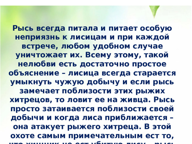 Рысь всегда питала и питает особую неприязнь к лисицам и при каждой встрече, любом удобном случае уничтожает их. Всему этому, такой нелюбви есть достаточно простое объяснение – лисица всегда старается умыкнуть чужую добычу и если рысь замечает поблизости этих рыжих хитрецов, то ловит ее на живца. Рысь просто затаивается поблизости своей добычи и когда лиса приближается – она атакует рыжего хитреца. В этой охоте самым примечательным ест то, что хищник не ест убитую лису – рысь ее убивает и оставляет в таком виде, не трогая. 