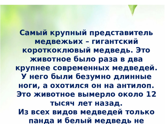 Самый крупный представитель медвежьих – гигантский короткоклювый медведь. Это животное было раза в два крупнее современных медведей. У него были безумно длинные ноги, а охотился он на антилоп. Это животное вымерло около 12 тысяч лет назад. Из всех видов медведей только панда и белый медведь не впадают в спячку зимой. 