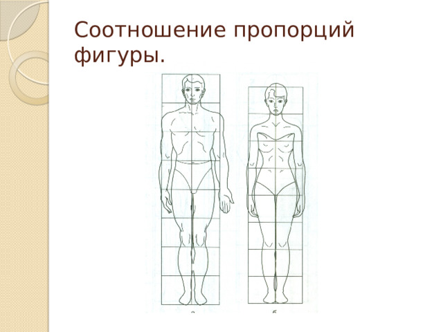 Соотношение пропорций фигуры. 
