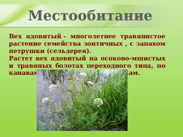 Местообитание Вех ядовитый - многолетнее травянистое растение семейства зонтичных , с запахом петрушки (сельдерея). Растет вех ядовитый на осоково-мшистых и травяных болотах переходного типа, по канавам, берегам рек, кустарникам. 