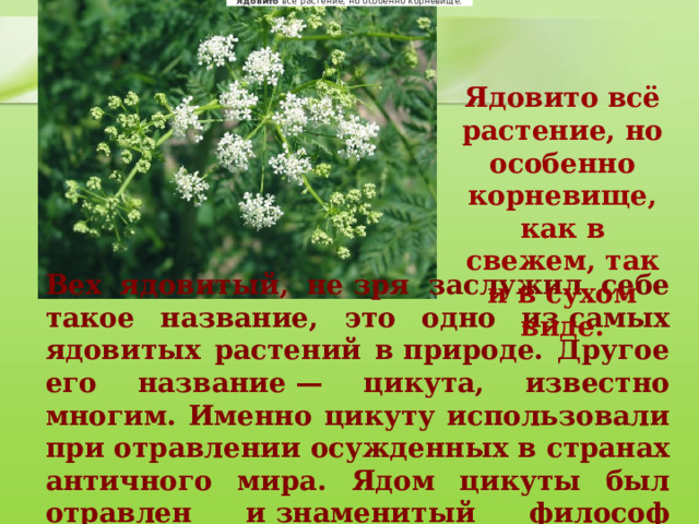   Ядовито  всё растение, но особенно корневище.  Ядовито всё растение, но особенно корневище, как в свежем, так и в сухом виде. Вех ядовитый, не зря заслужил себе такое название, это одно из самых ядовитых растений в природе. Другое его название — цикута, известно многим. Именно цикуту использовали при отравлении осужденных в странах античного мира. Ядом цикуты был отравлен и знаменитый философ Сократ . 