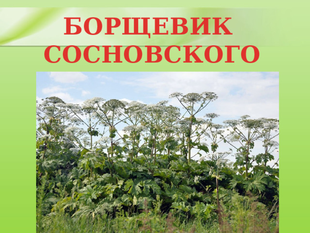 БОРЩЕВИК СОСНОВСКОГО 