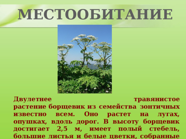 МЕСТООБИТАНИЕ Двулетнее травянистое растение борщевик из семейства зонтичных известно всем. Оно растет на лугах, опушках, вдоль дорог. В высоту борщевик достигает 2,5 м, имеет полый стебель, большие листья и белые цветки, собранные в зонтики. 