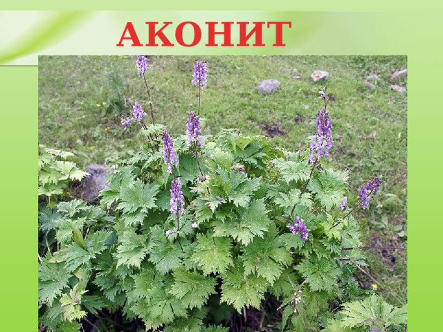 АКОНИТ 