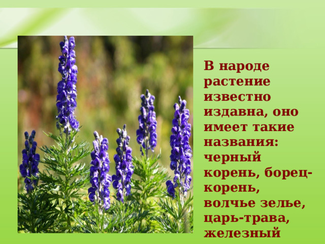 В народе растение известно издавна, оно имеет такие названия: черный корень, борец-корень, волчье зелье, царь-трава, железный шлем и другие.   
