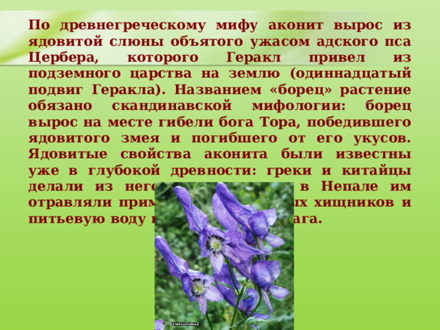По древнегреческому мифу аконит вырос из ядовитой слюны объятого ужасом адского пса Цербера, которого Геракл привел из подземного царства на землю (одиннадцатый подвиг Геракла). Названием «борец» растение обязано скандинавской мифологии: борец вырос на месте гибели бога Тора, победившего ядовитого змея и погибшего от его укусов. Ядовитые свойства аконита были известны уже в глубокой древности: греки и китайцы делали из него яд для стрел, в Непале им отравляли приманку для крупных хищников и питьевую воду при нападении врага. 