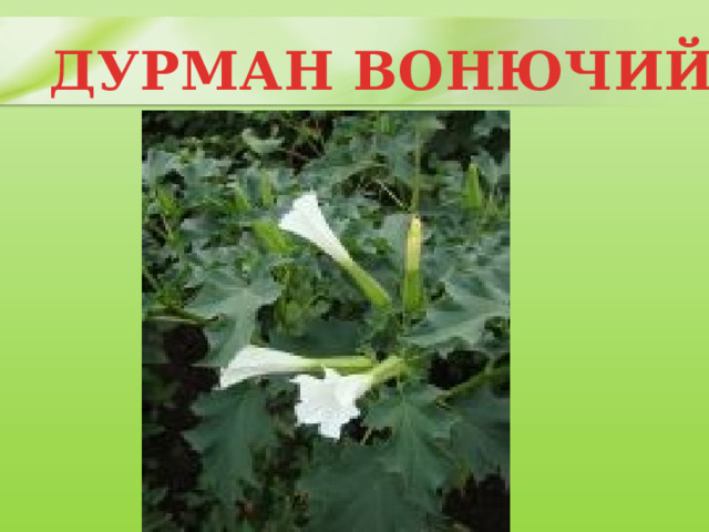 ДУРМАН ВОНЮЧИЙ 