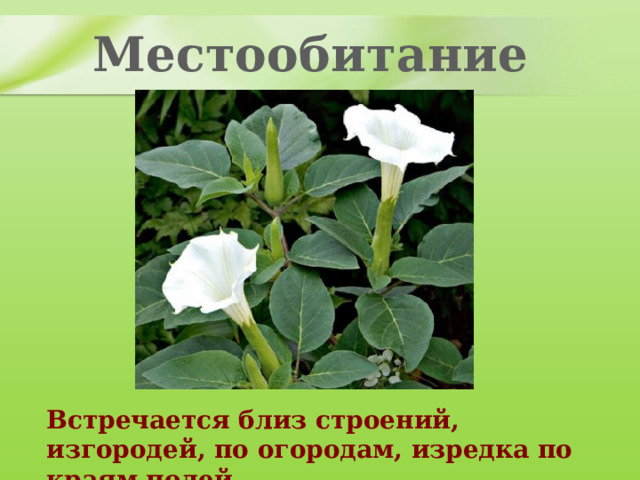 Местообитание Встречается близ строений, изгородей, по огородам, изредка по краям полей. 
