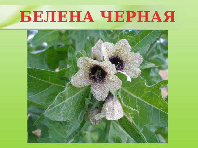 БЕЛЕНА ЧЕРНАЯ 