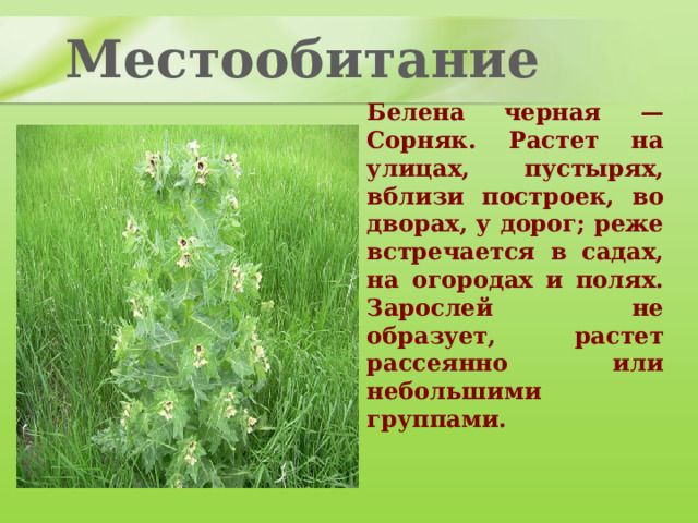 Местообитание  Белена черная — Cорняк. Растет на улицах, пустырях, вблизи построек, во дворах, у дорог; реже встречается в садах, на огородах и полях. Зарослей не образует, растет рассеянно или небольшими группами.  