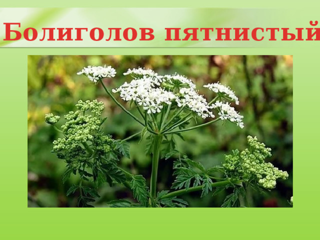 Болиголов пятнистый 
