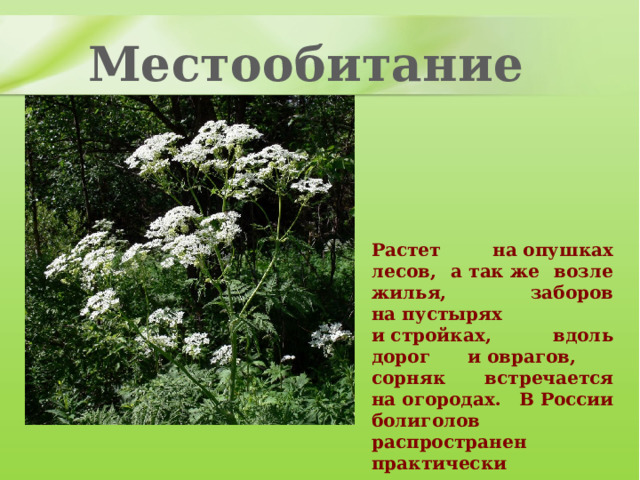 Местообитание Растет на опушках лесов, а так же возле жилья, заборов на пустырях и стройках, вдоль дорог и оврагов, сорняк встречается на огородах. В России болиголов распространен практически повсеместно. 
