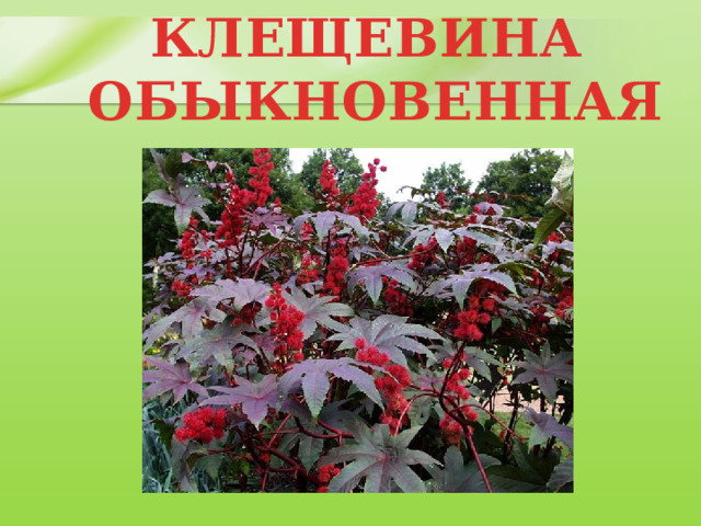 КЛЕЩЕВИНА  ОБЫКНОВЕННАЯ 