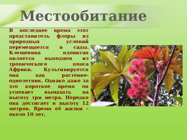 Местообитание В последнее время этот представитель флоры из природных условий перемещается в сады. Клещевина ядовитая является выходцем из тропического пояса Африки. Культивируется она как растение-однолетник. Однако даже за это короткое время он успевает вымахать на высоту три метра. Нередко она достигает в высоту 12 метров. Время её жизни – около 10 лет. 
