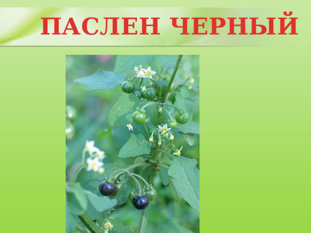ПАСЛЕН ЧЕРНЫЙ 