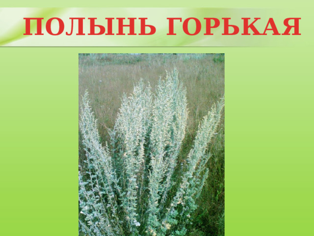 ПОЛЫНЬ ГОРЬКАЯ 